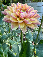 Madame Antoinette