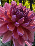 Dutch Pearl