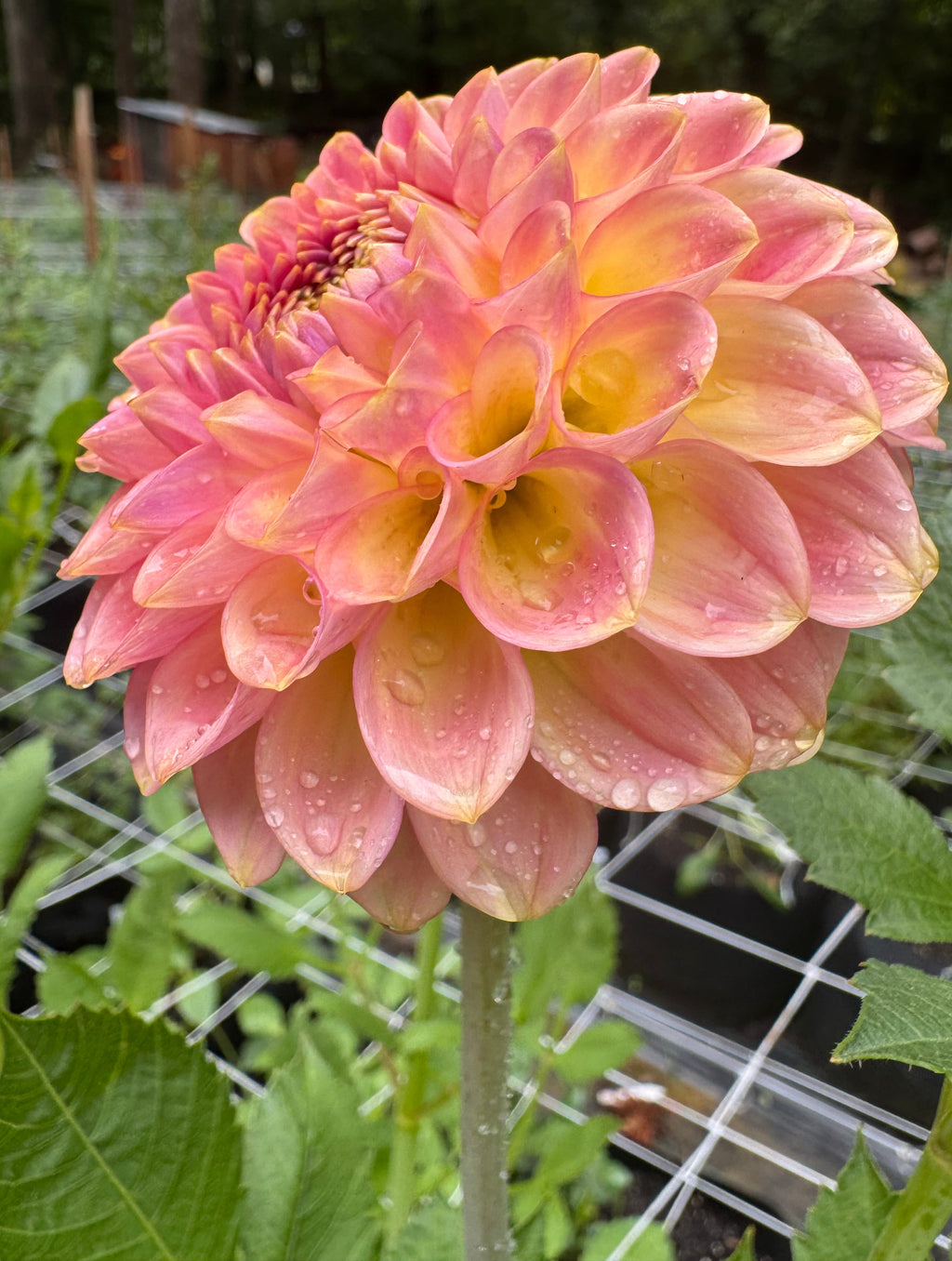 20th ave Softer Peach