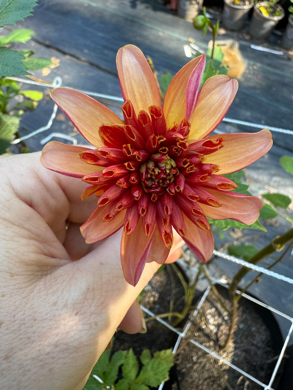 Totally Tangerine