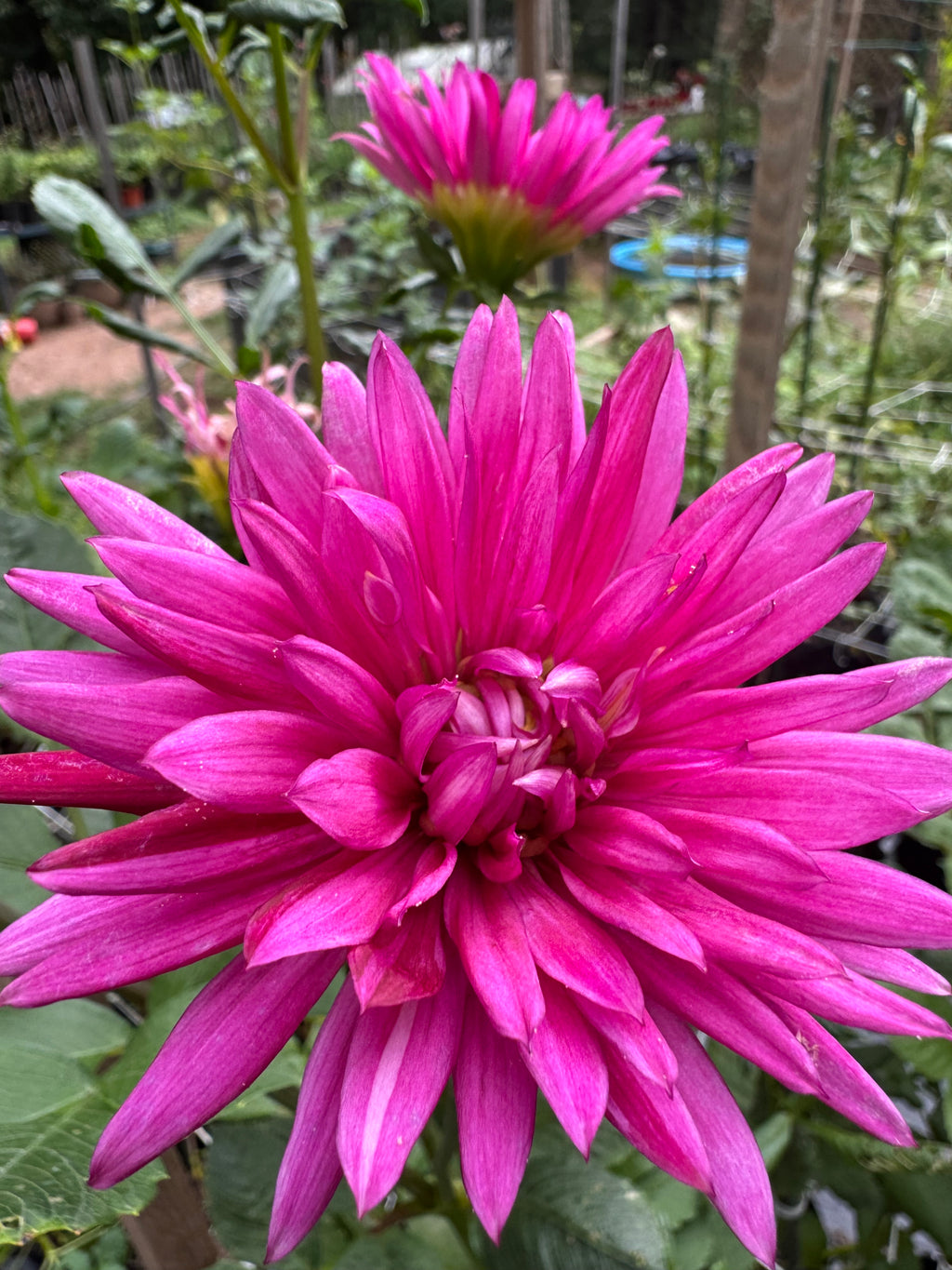 Sandia Barbie Sporty