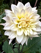 Westerton Lillian
