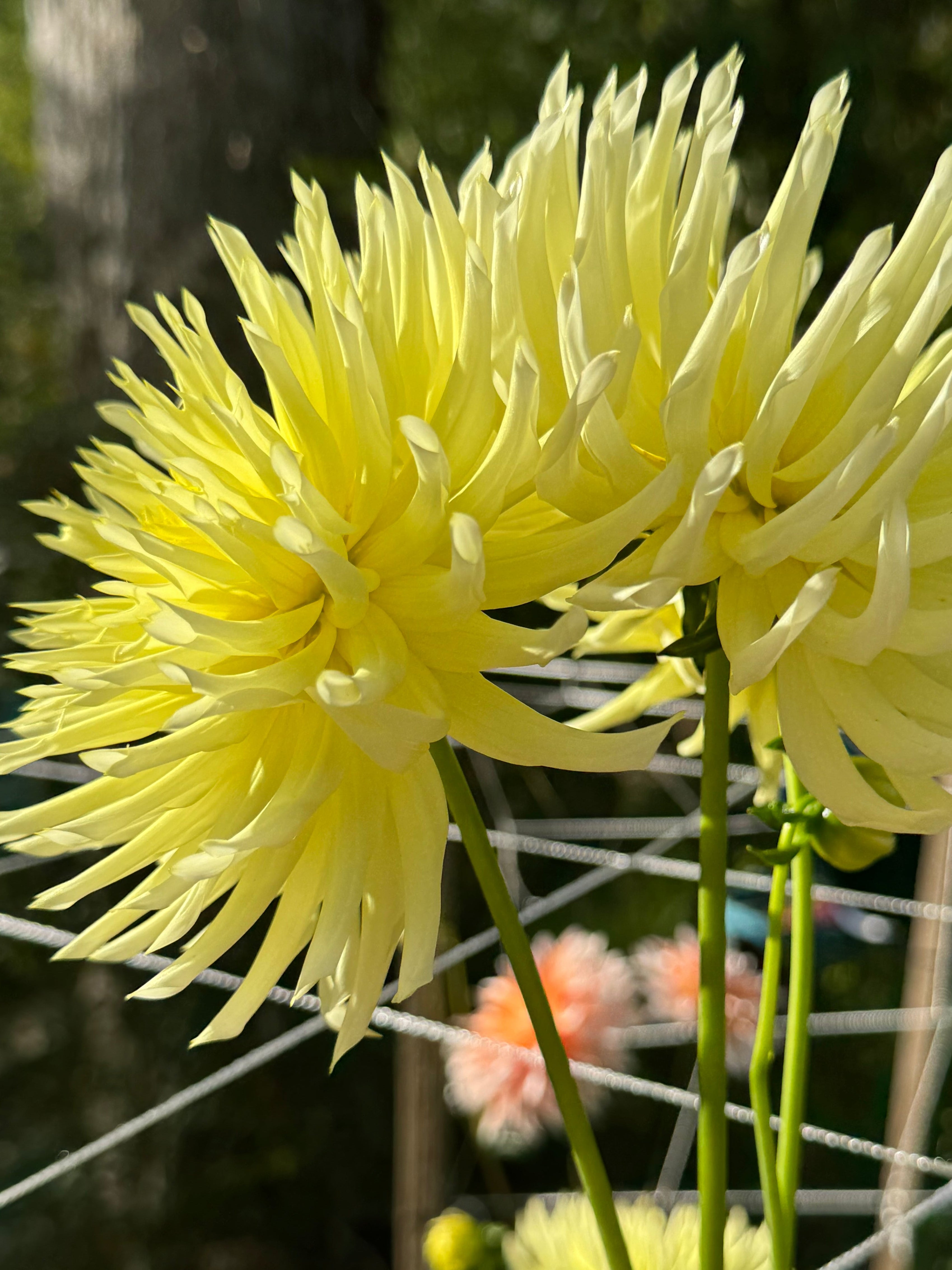 Bloomquist Lace
