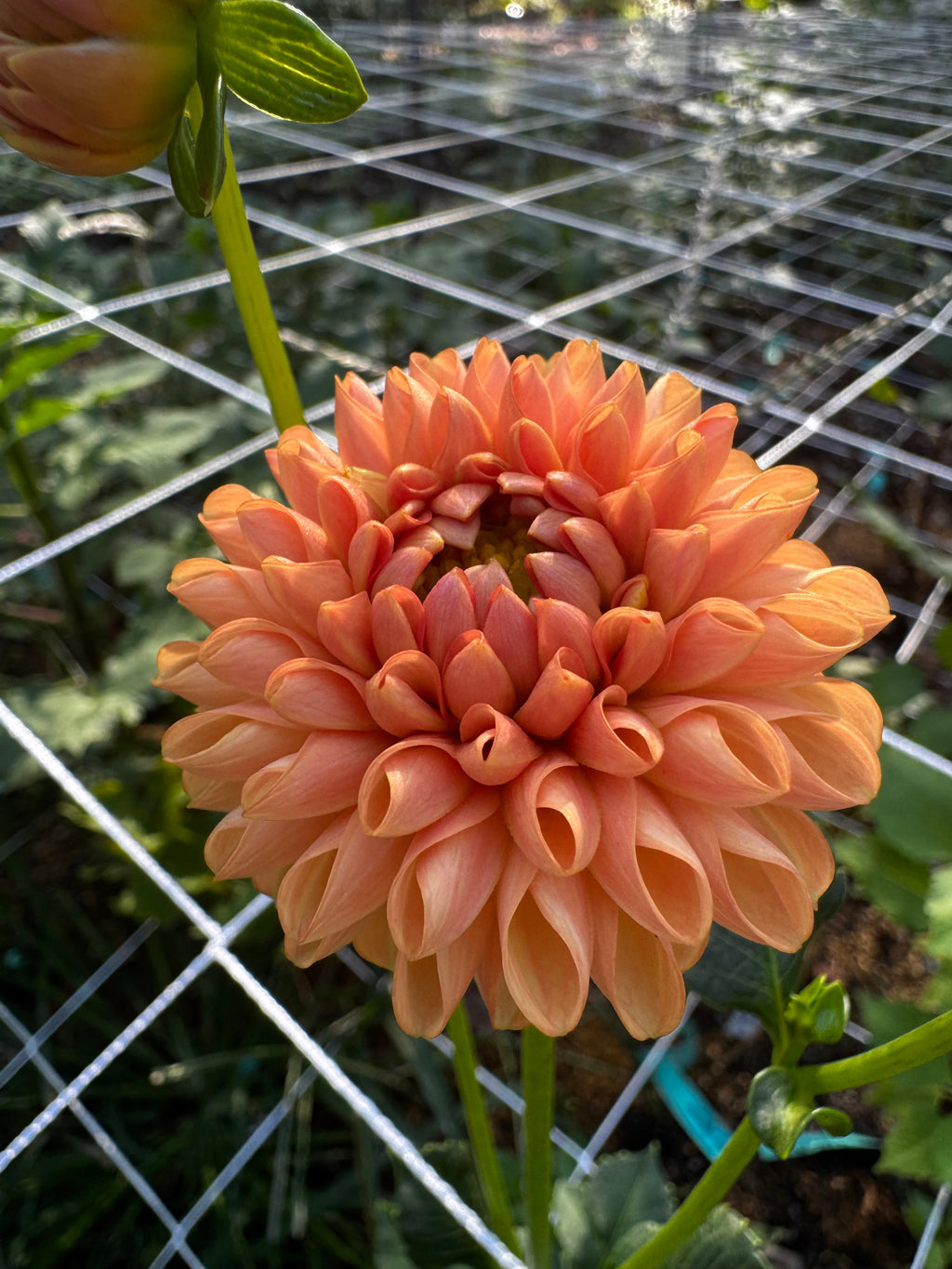 Ms Honey