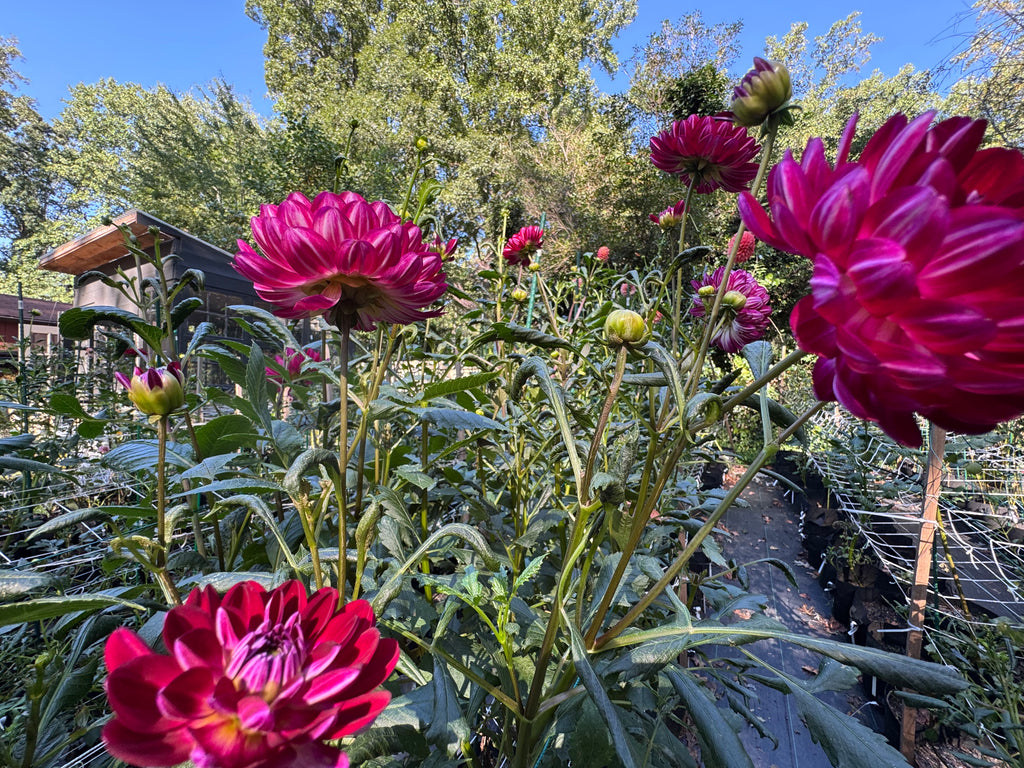 Sandia Bertha