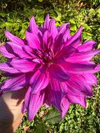 Purple Taiheijo