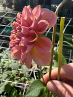 20th ave Softer Peach