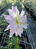 Lees Rosalynn