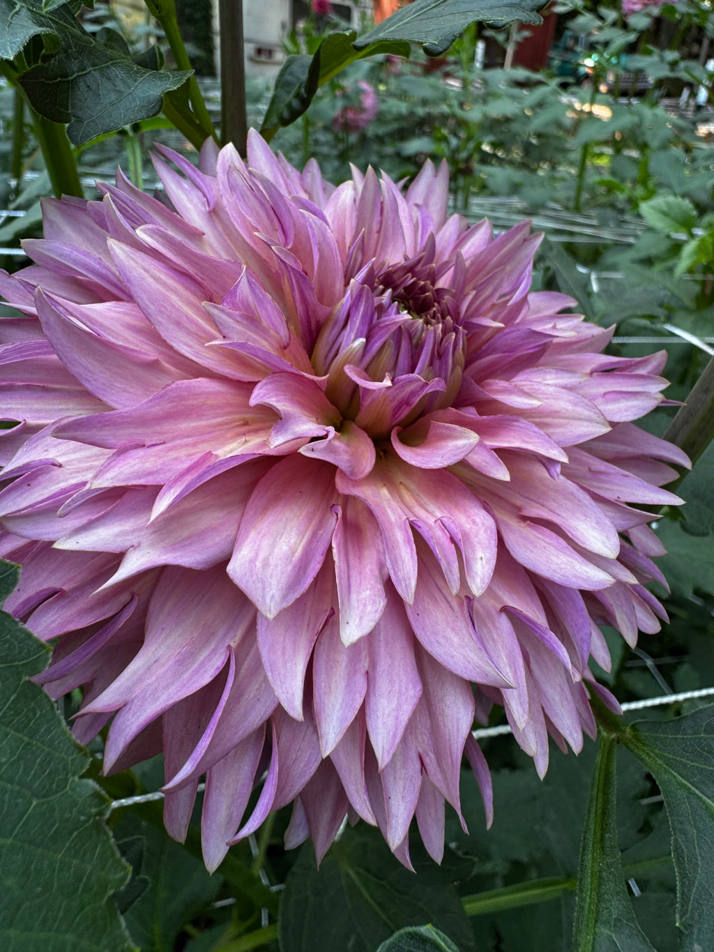 La belle époque