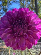 Robann Royal