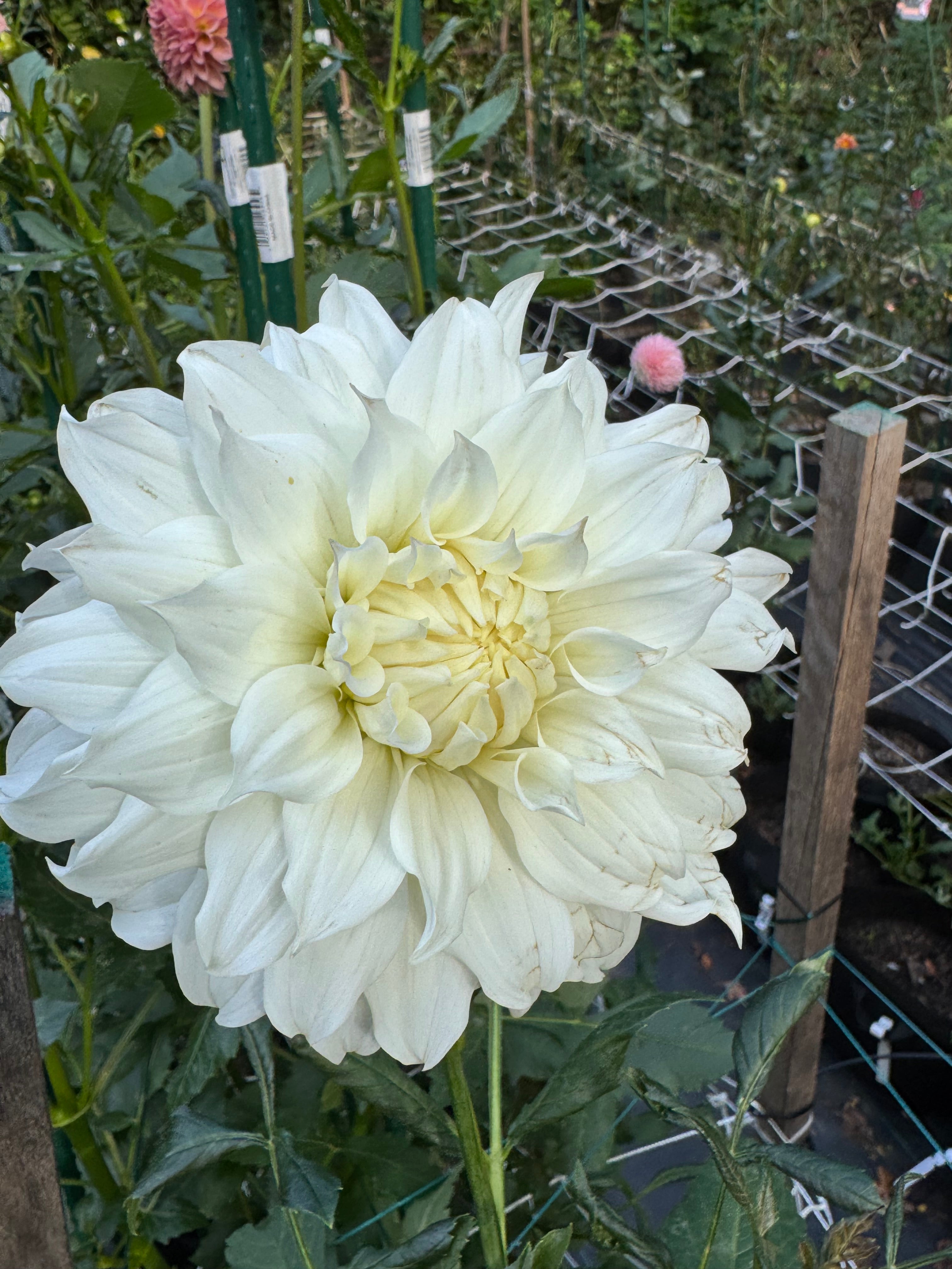 White Perfection