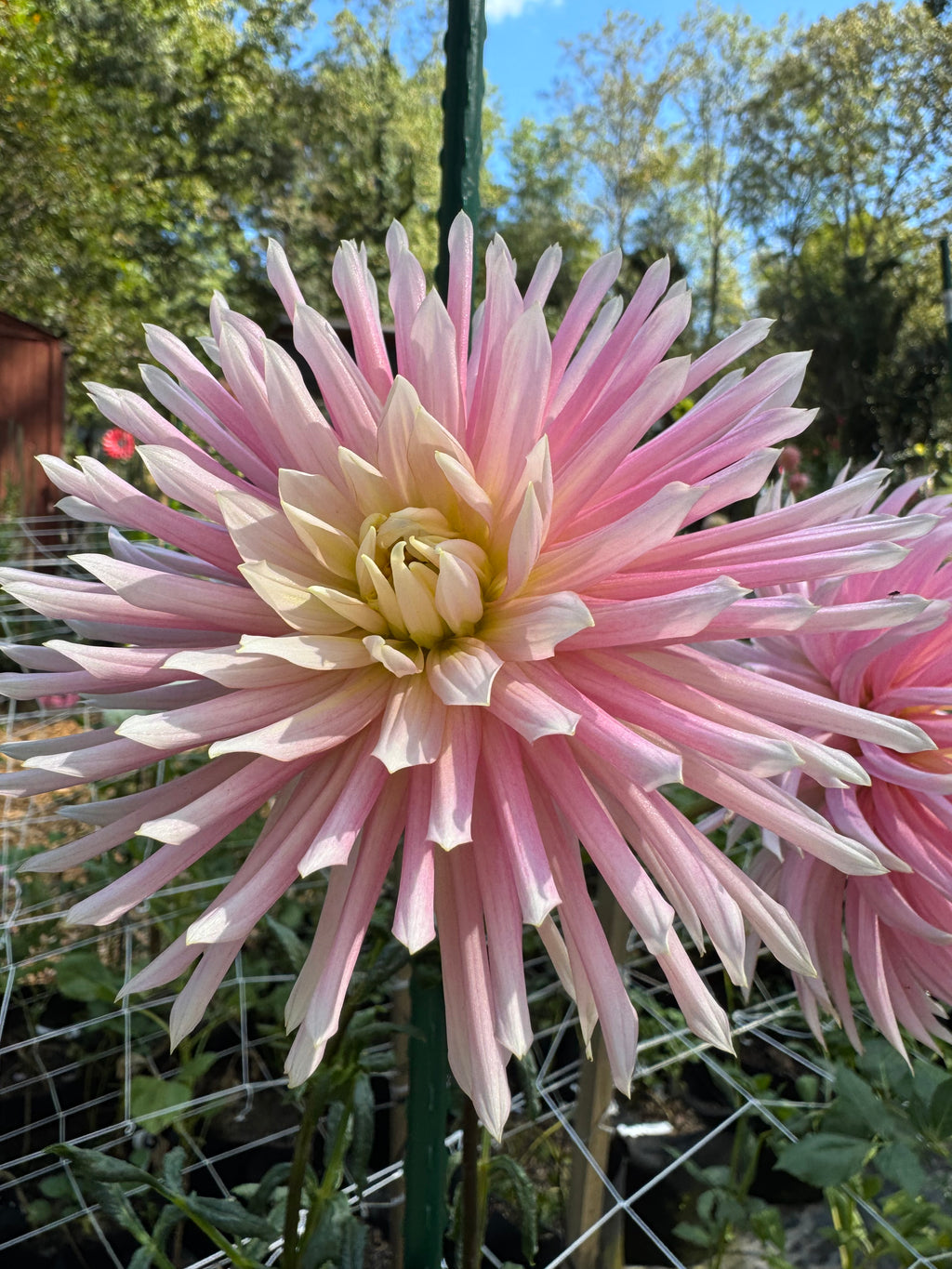 Hollyhill Cotton Candy