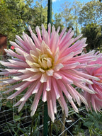 Hollyhill Cotton Candy