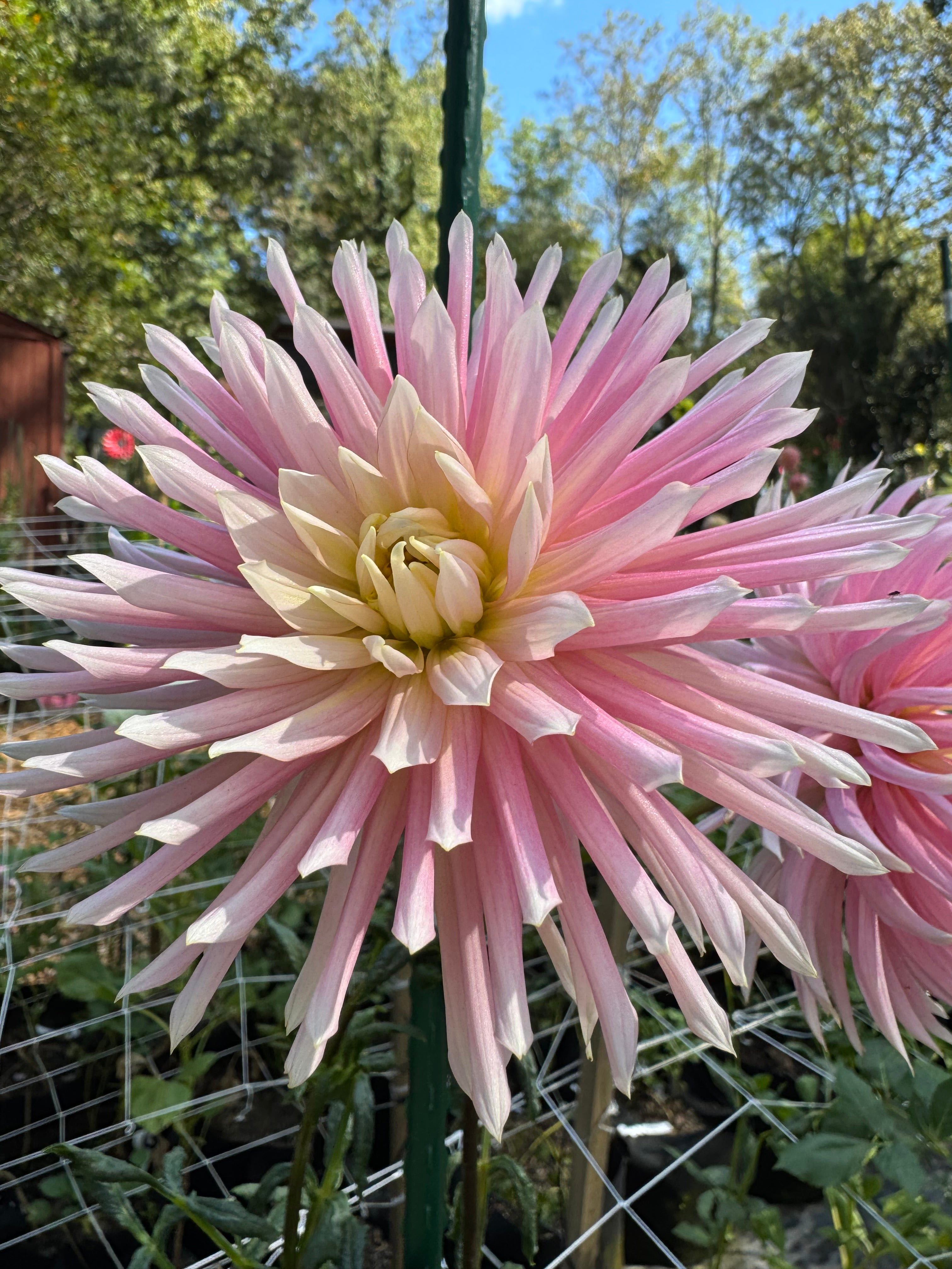 Hollyhill Cotton Candy