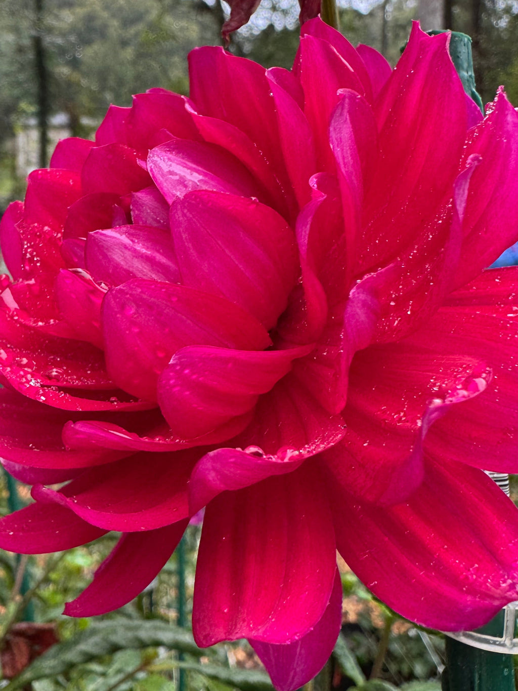 Hollyhill Pandora