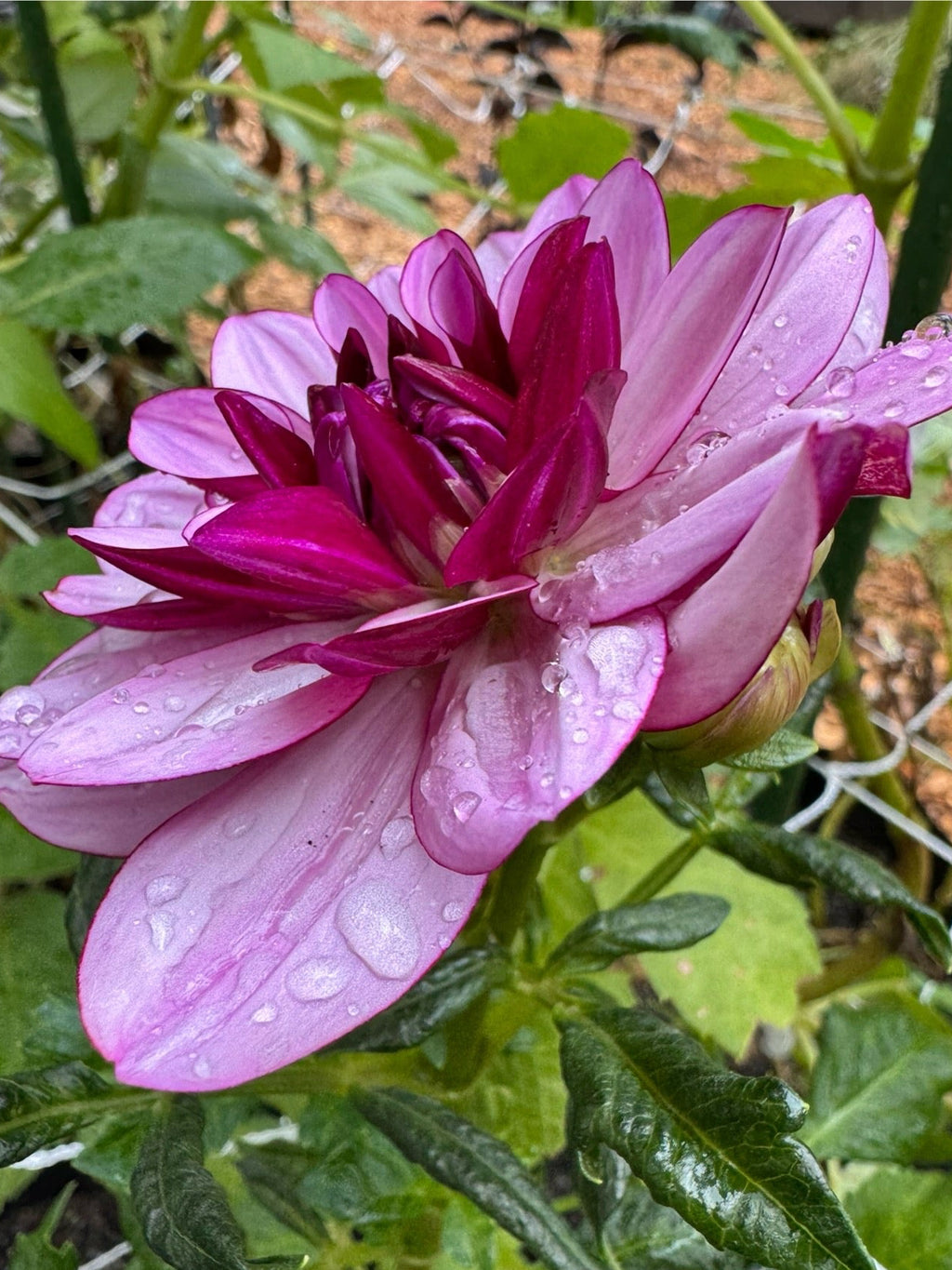 Crème de Cassis