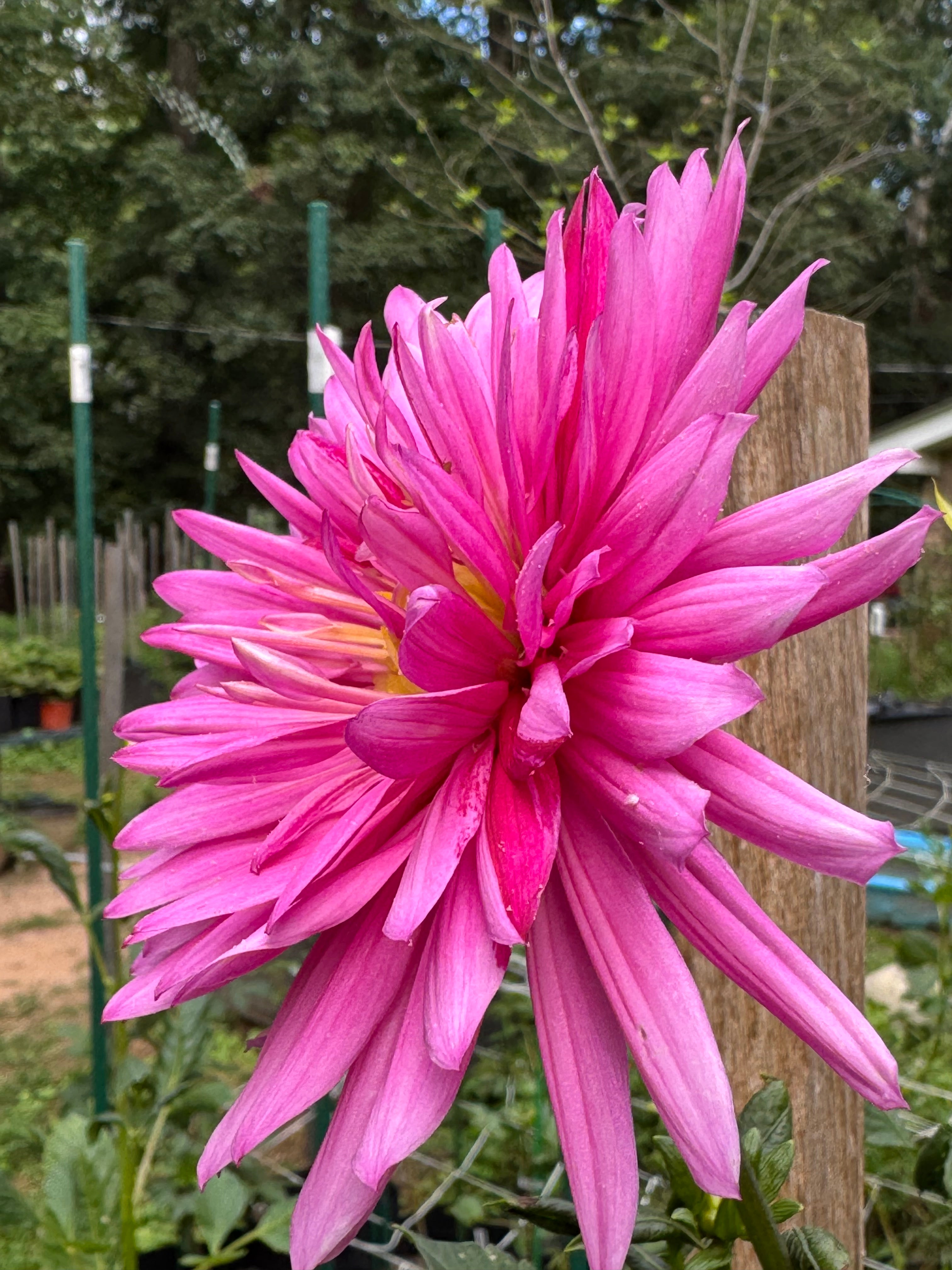 Sandia Barbie Sporty