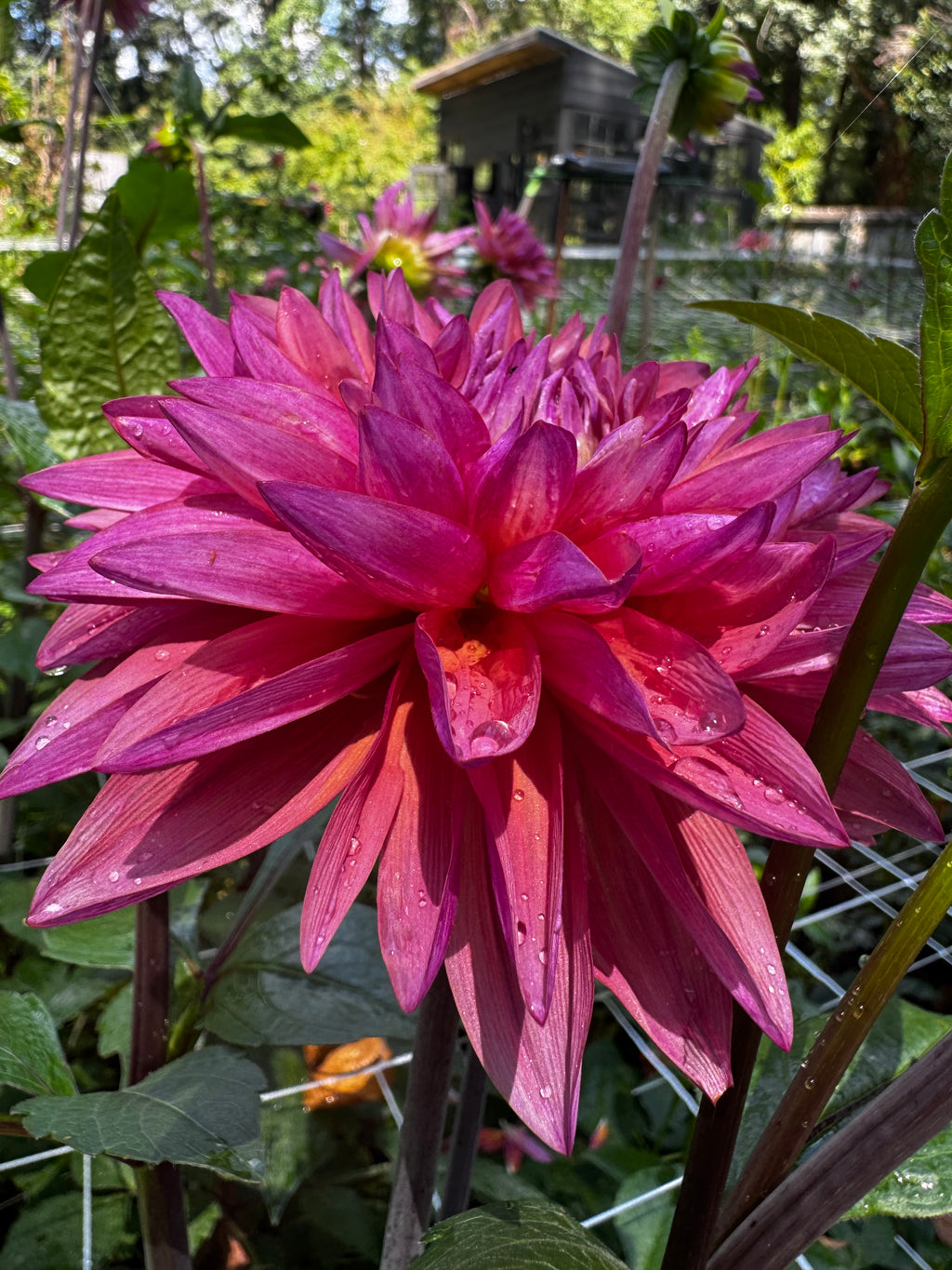 Dutch Pearl