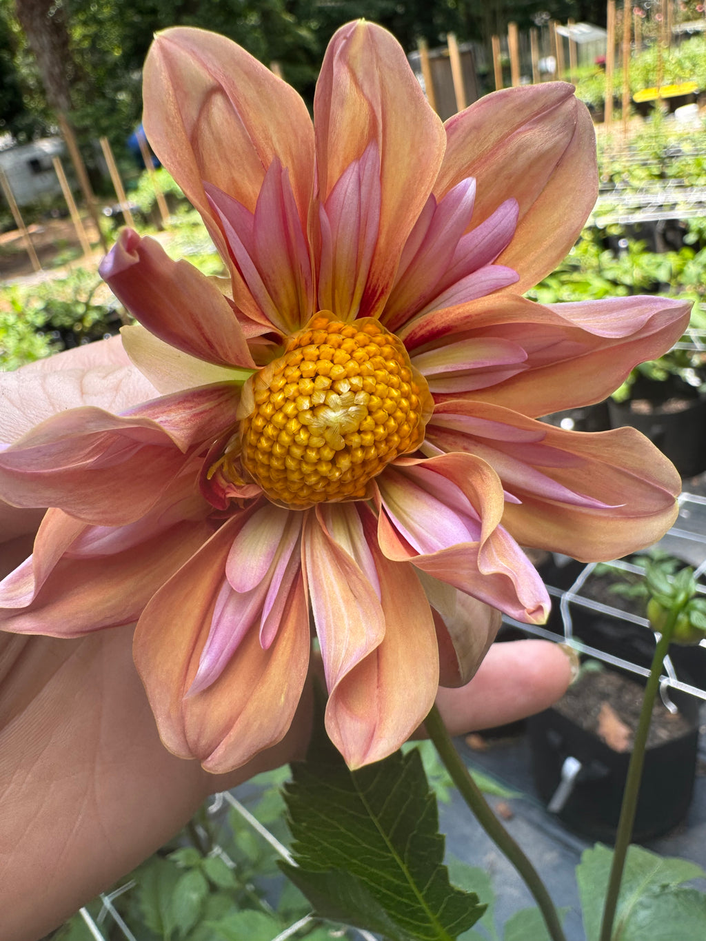 Orange Hype