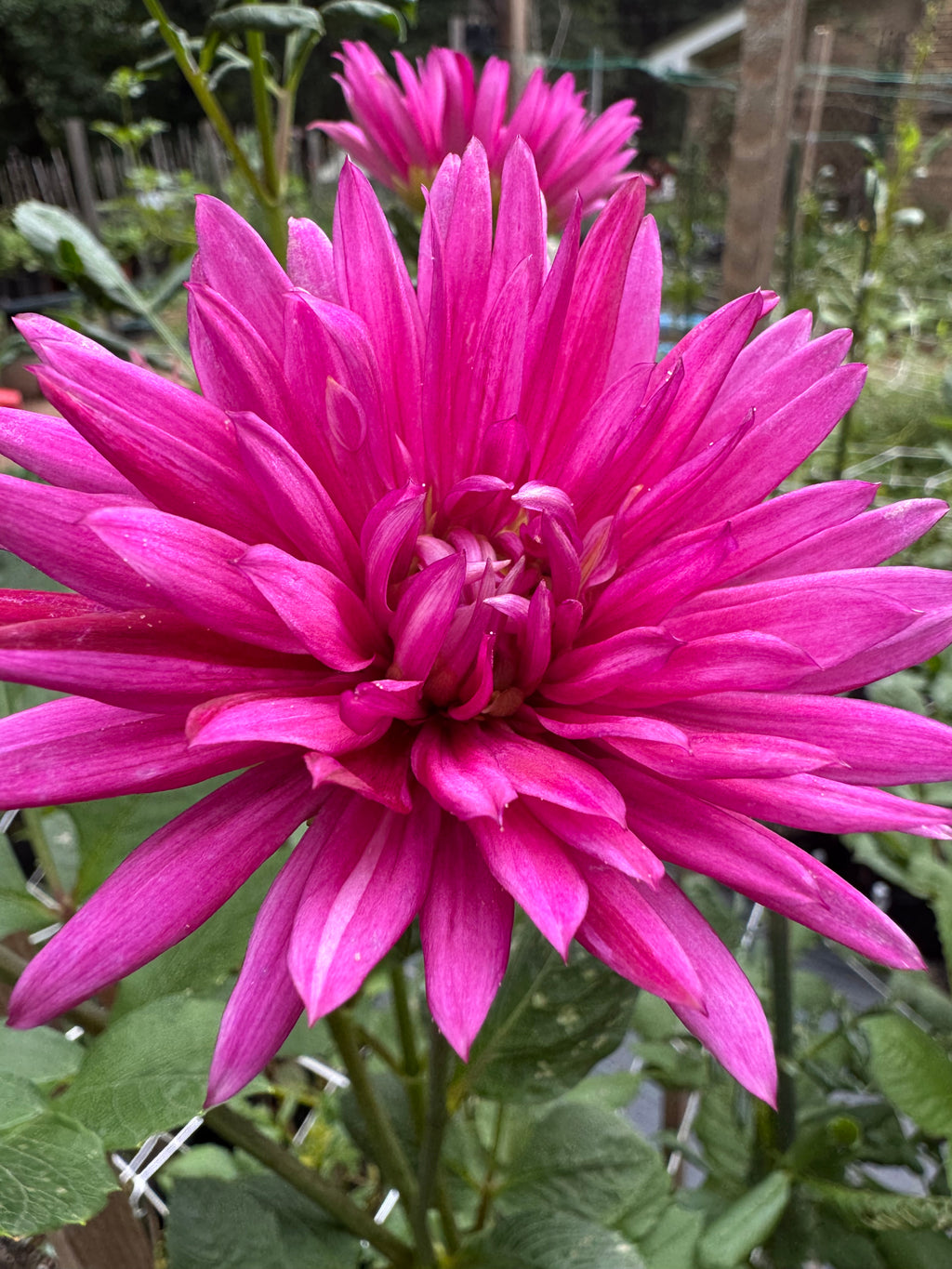 Sandia Barbie Sporty