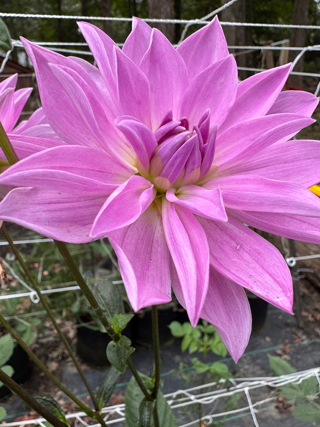 Sandia Shomei