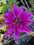 Purple Taiheijo