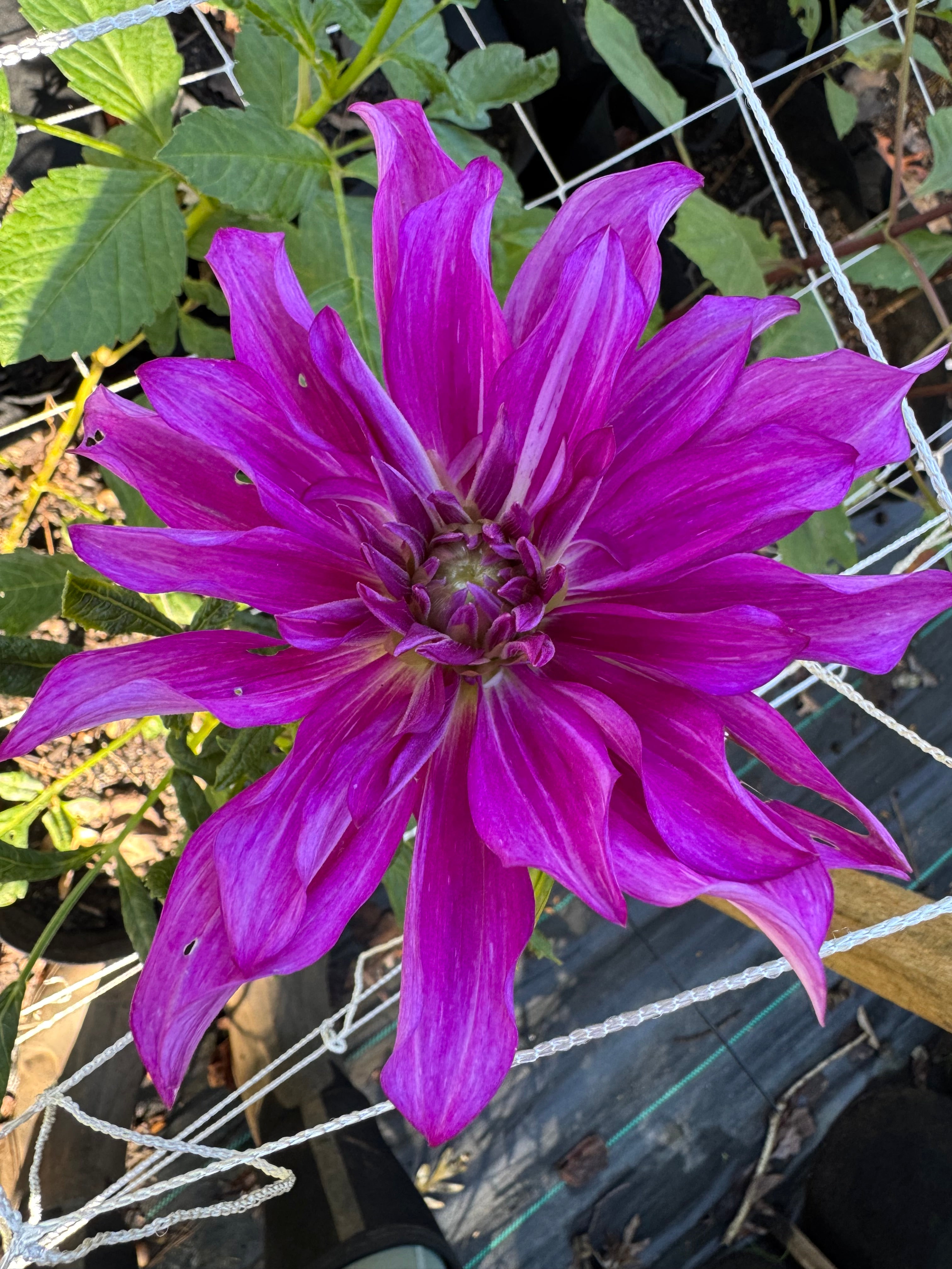 Purple Taiheijo