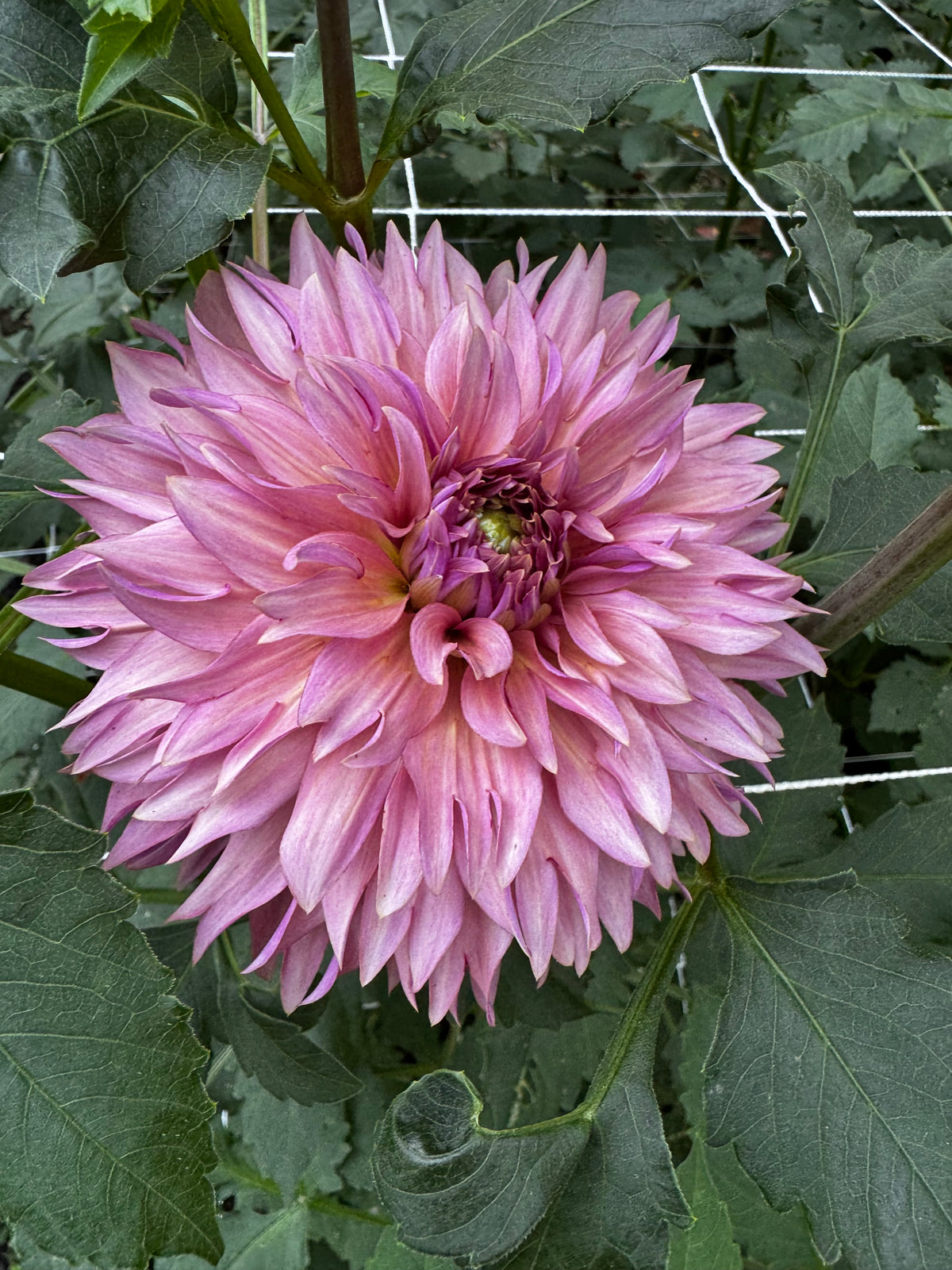 La belle époque