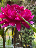 Hollyhill Pandora