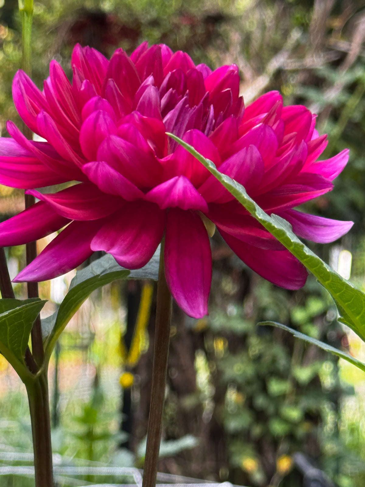 Hollyhill Pandora