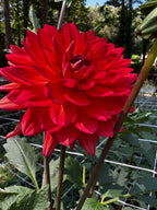 Sheps memory