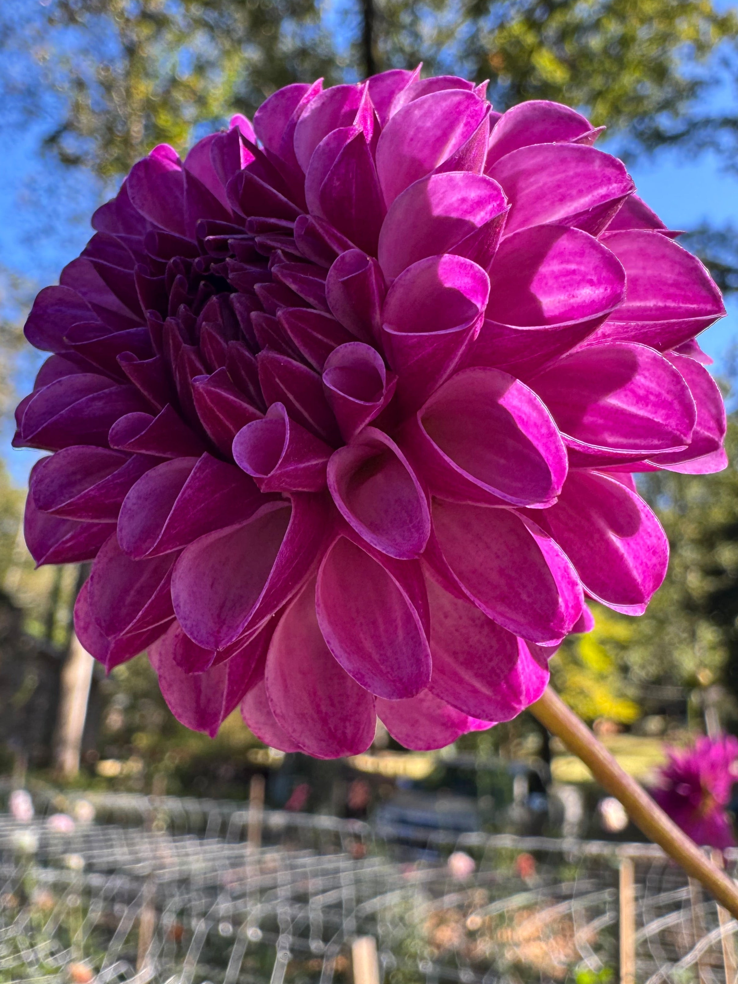 Robann Royal