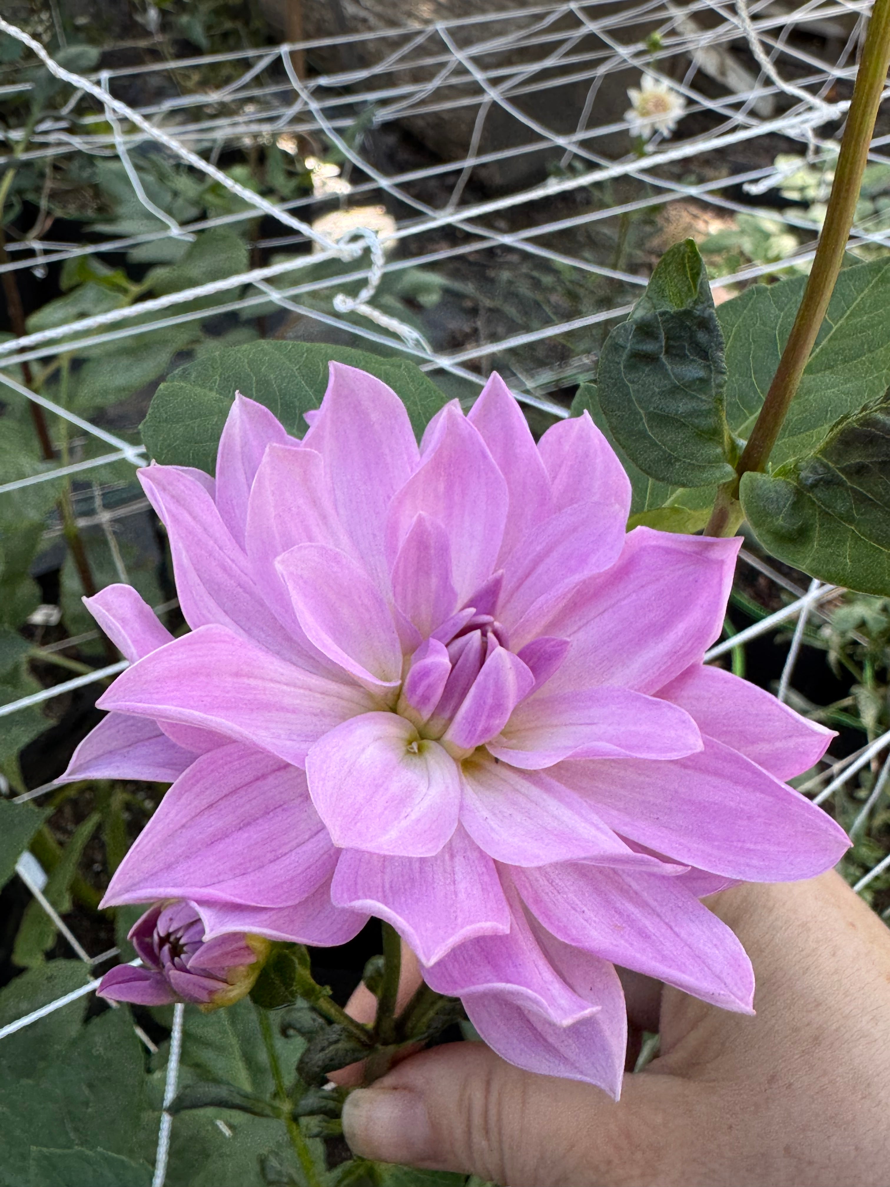 Sandia Shomei