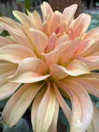 Goldenrod Peach Bud