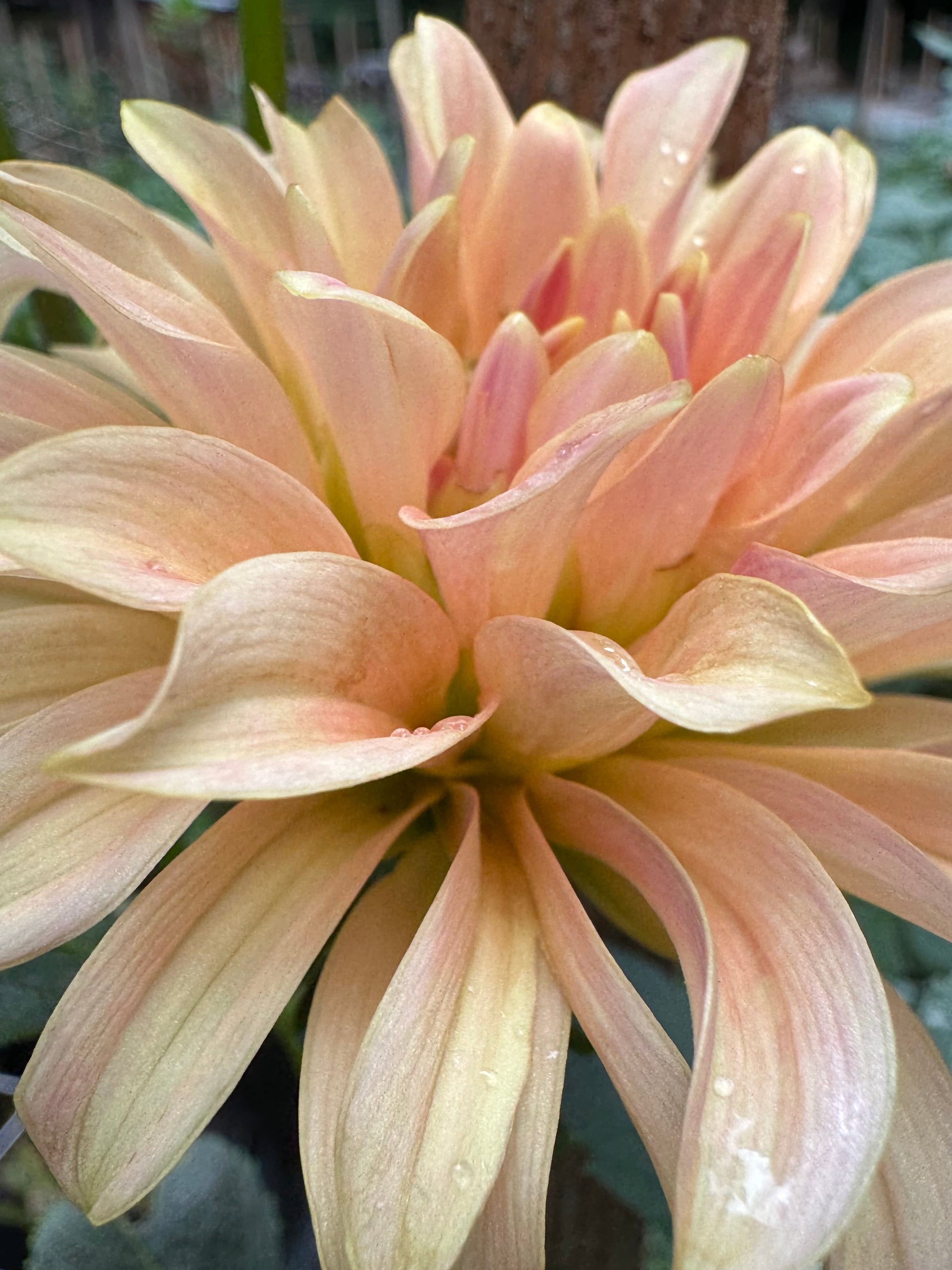 Goldenrod Peach Bud