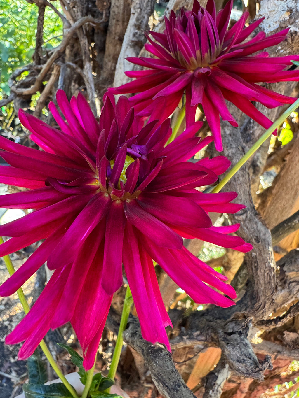 Bloomquist Azores