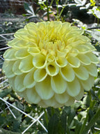 Skipley Moonglow