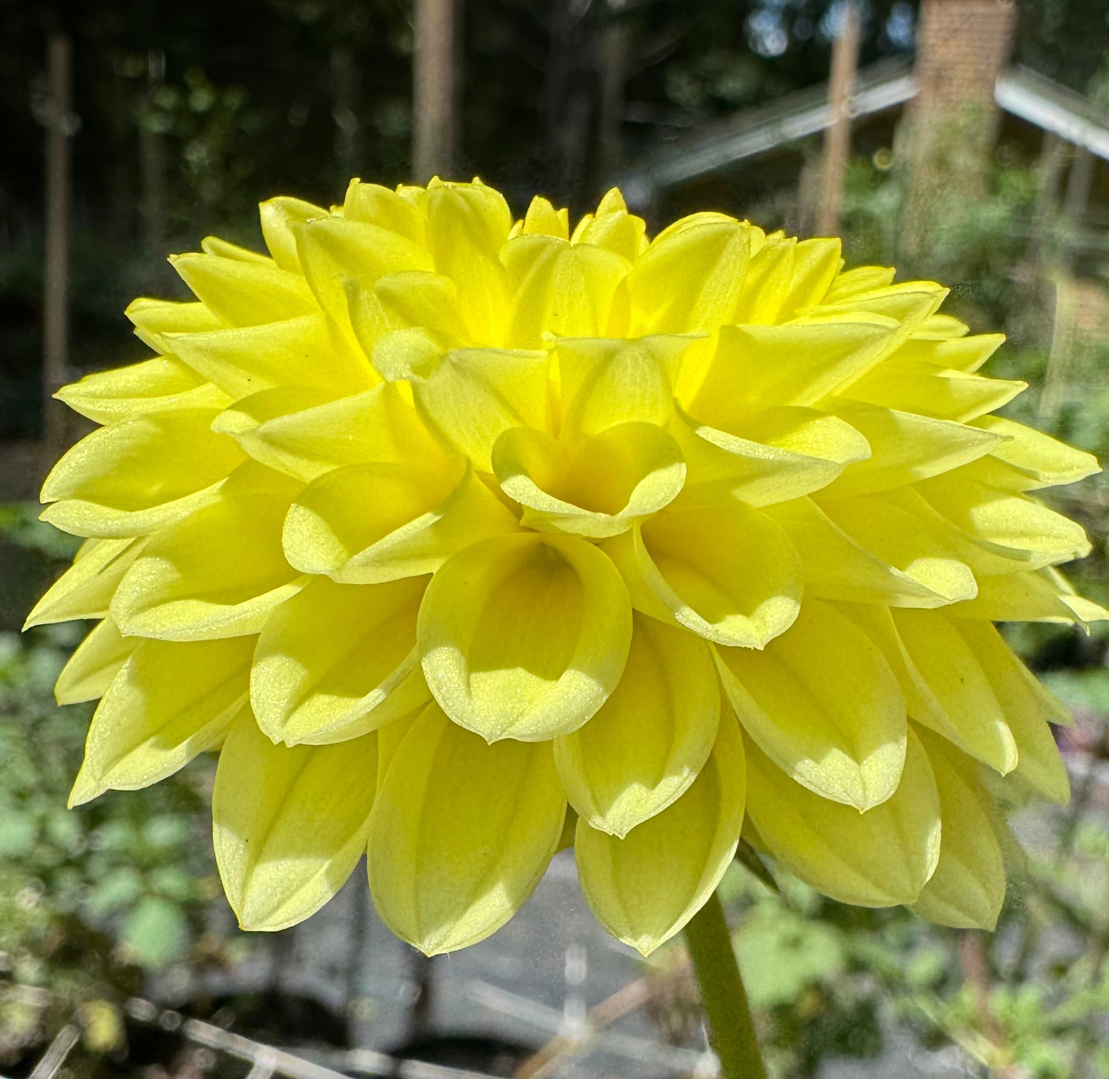 Blighton Golden Girl