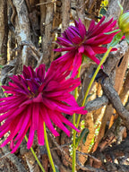 Bloomquist Azores