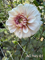 AC Hwy 61