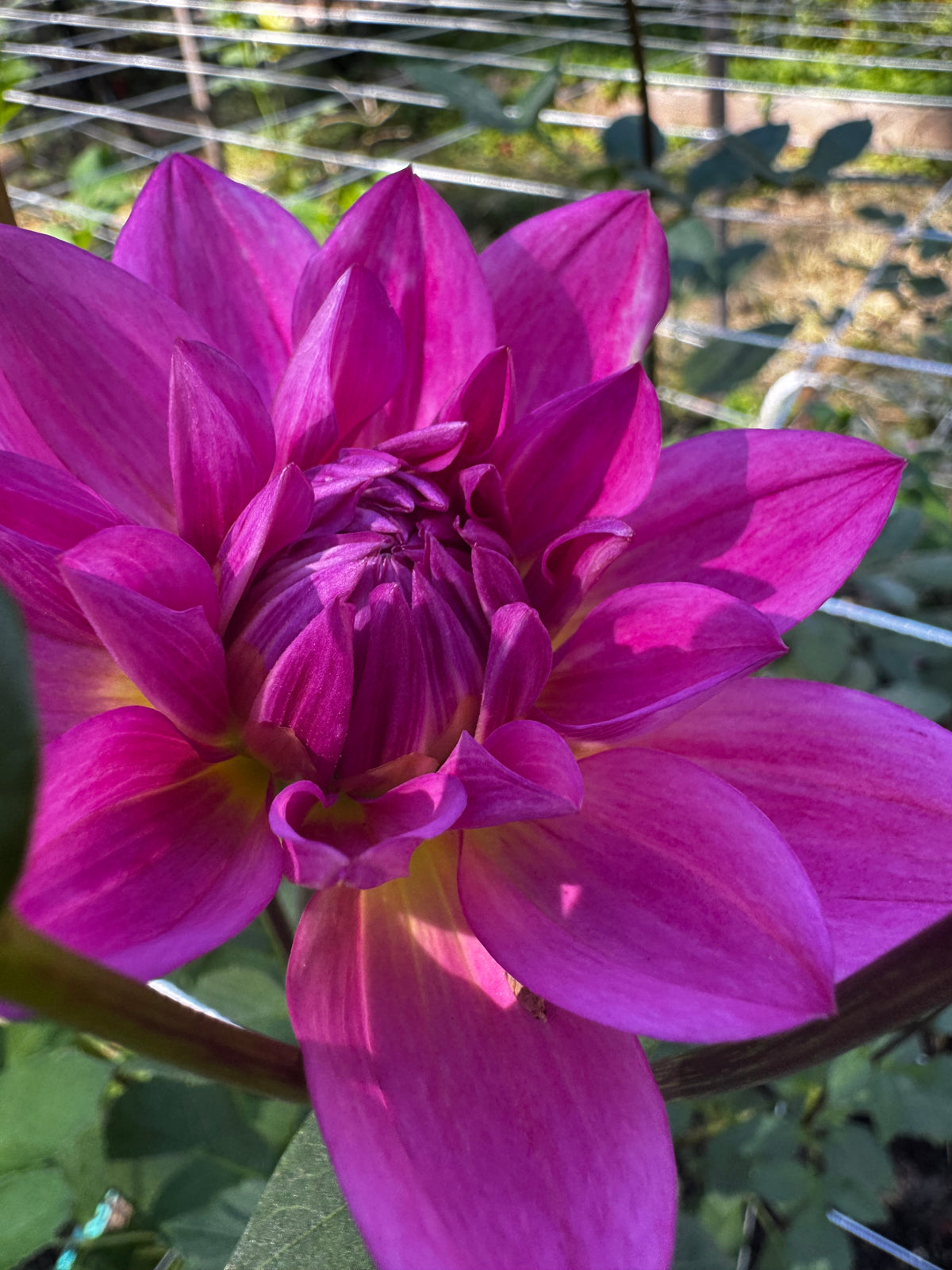 Hollyhill color magic