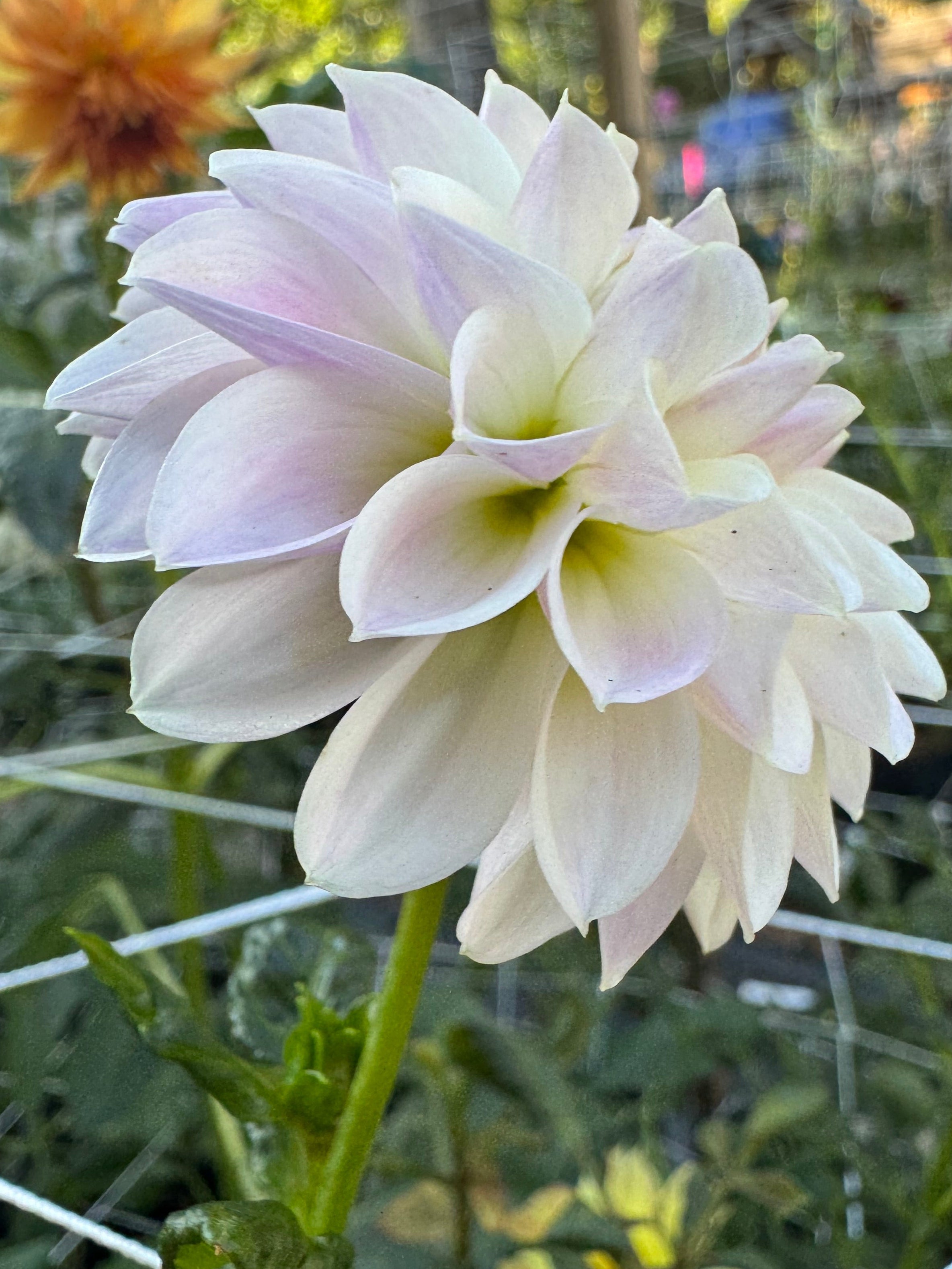 Tahoma Kelli