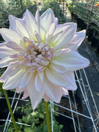 Lees Rosalynn