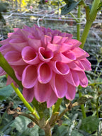 Westerton Pearl