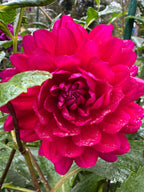 Hollyhill Pandora
