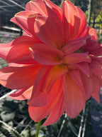 River Merle Pink Sugar