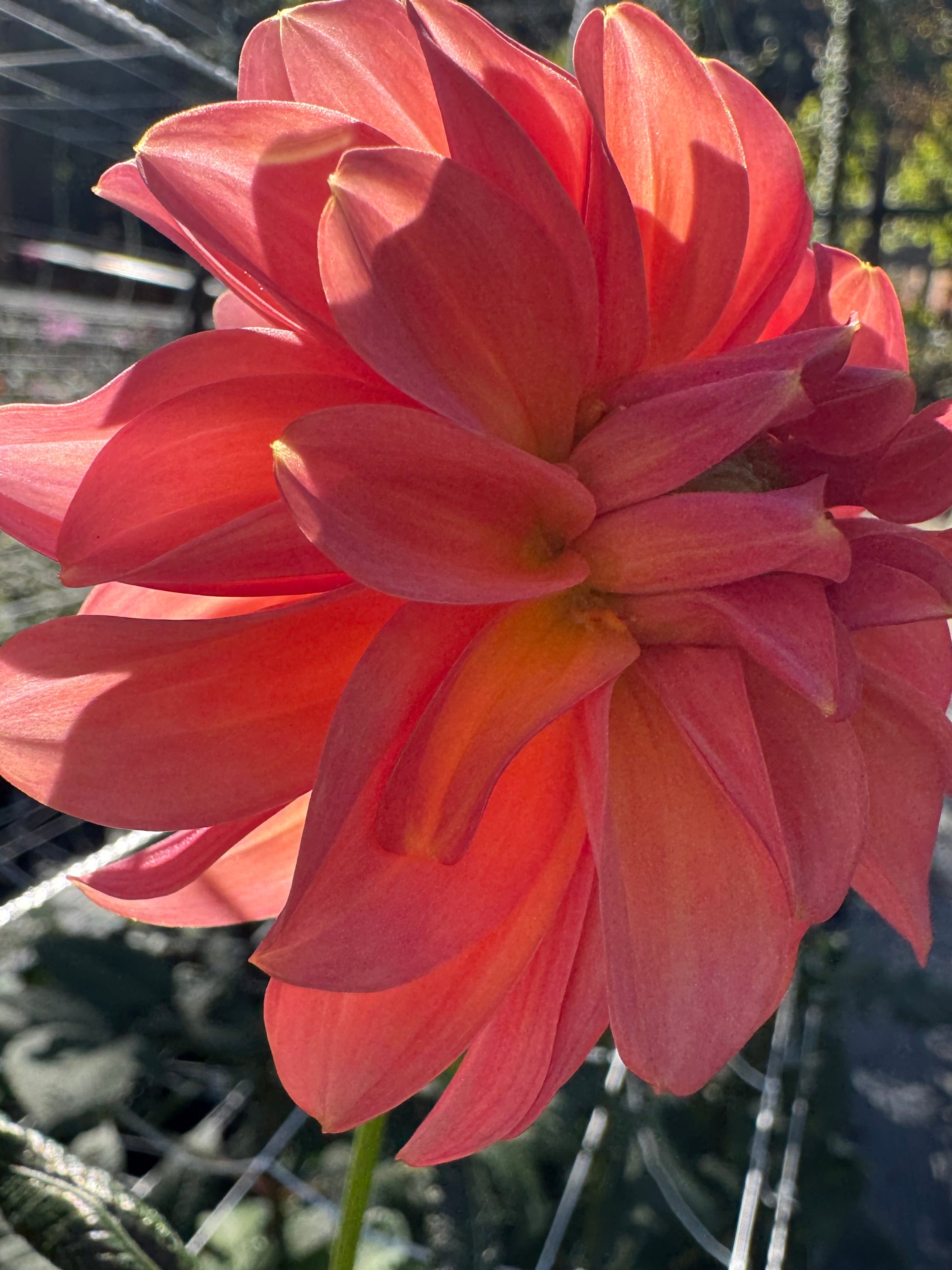 River Merle Pink Sugar