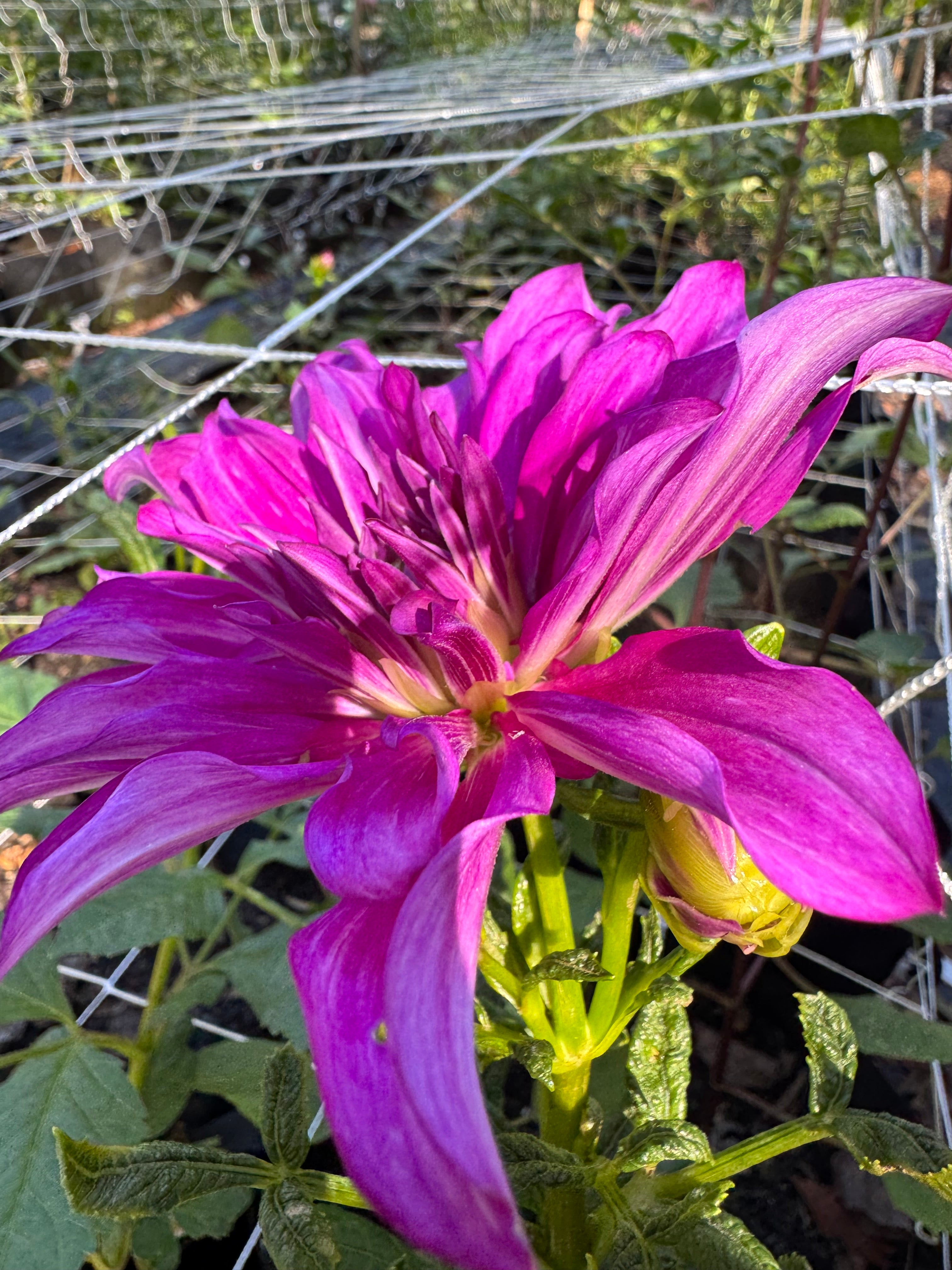 Purple Taiheijo