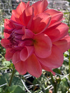 River Merle Pink Sugar