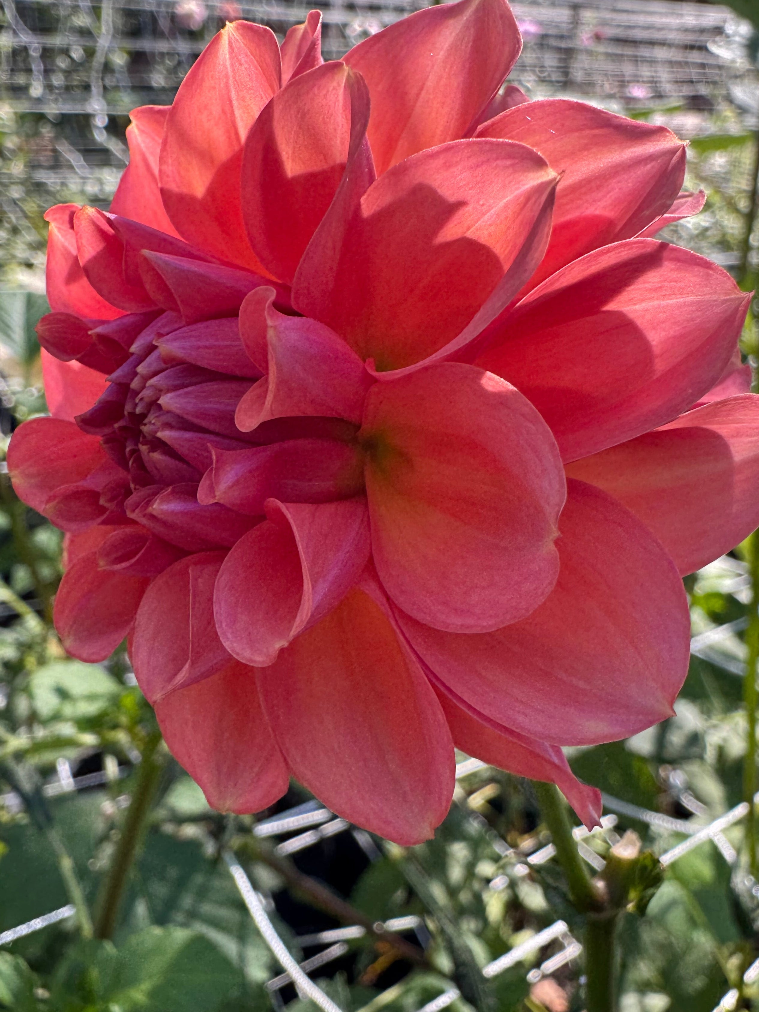 River Merle Pink Sugar